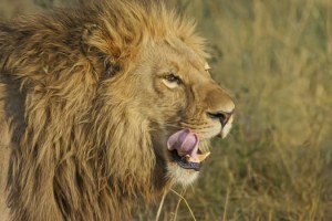 lion-predator-big-cat-safari-46522