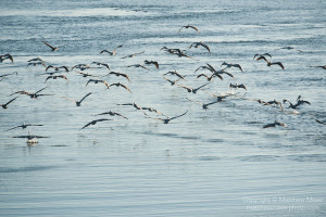 Sea of Cortez, Baja California, Mexico; a flock of Brown Pelican (Pelecanus occidentalis) birds taking flight over the water's surface